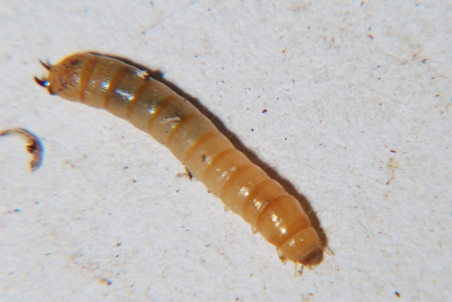 Larva di tenebrionide